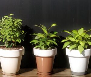 植物